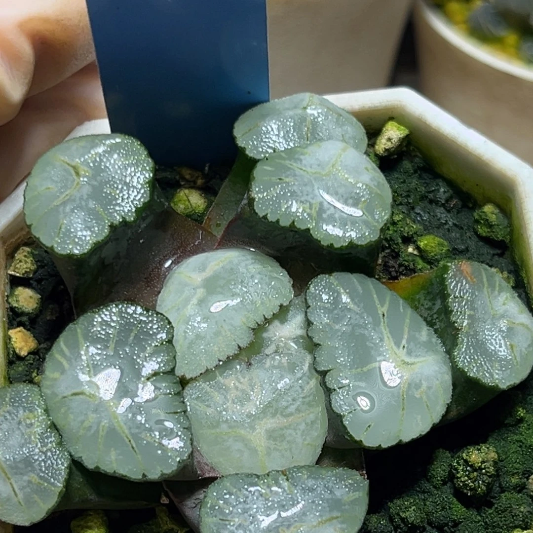 ღ****恭喜发财大吉大利720马萨林