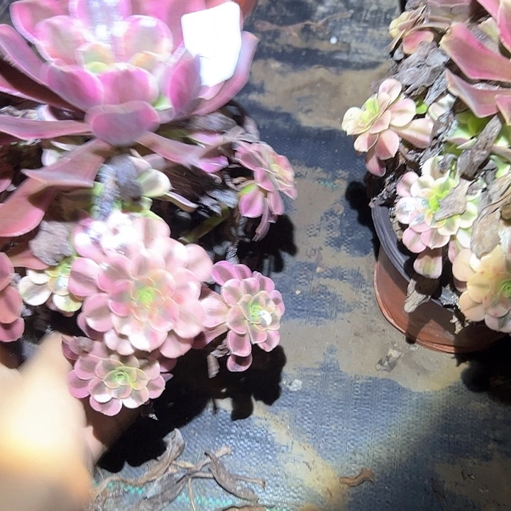 不售后法师一物一拍67