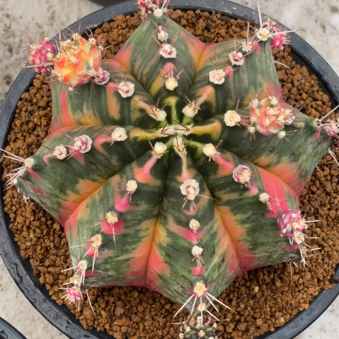 当前无花朵，栽培后可花朵橘黄臀锦虎斑锦