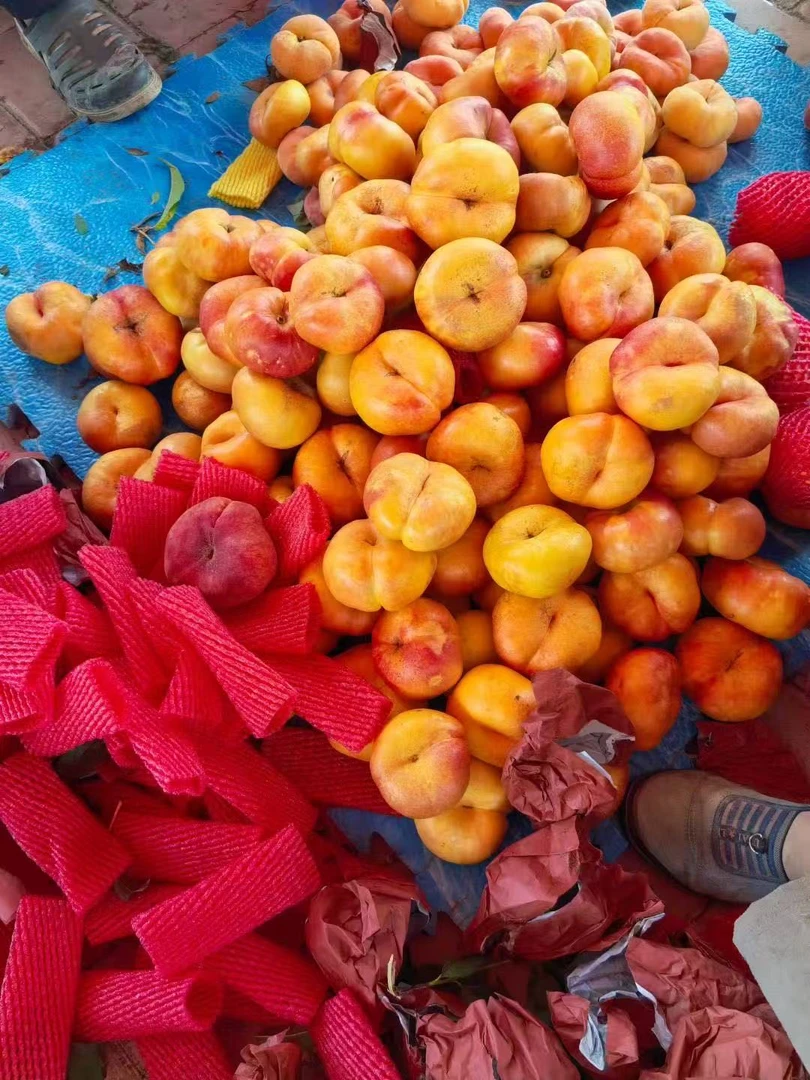 正宗五莲彩虹油蟠桃 新鲜应季水果，香甜多汁 黄心油桃 现摘现发