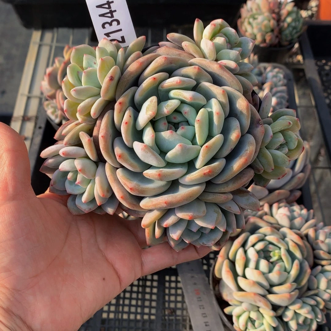 21344多头一个嗯嗯知道