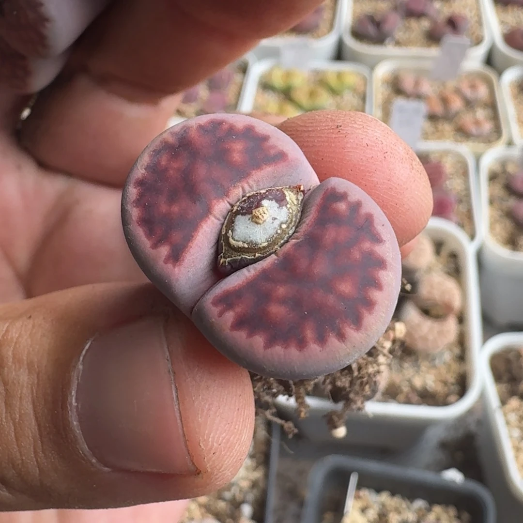 草****SG056紫花纹四五年母本