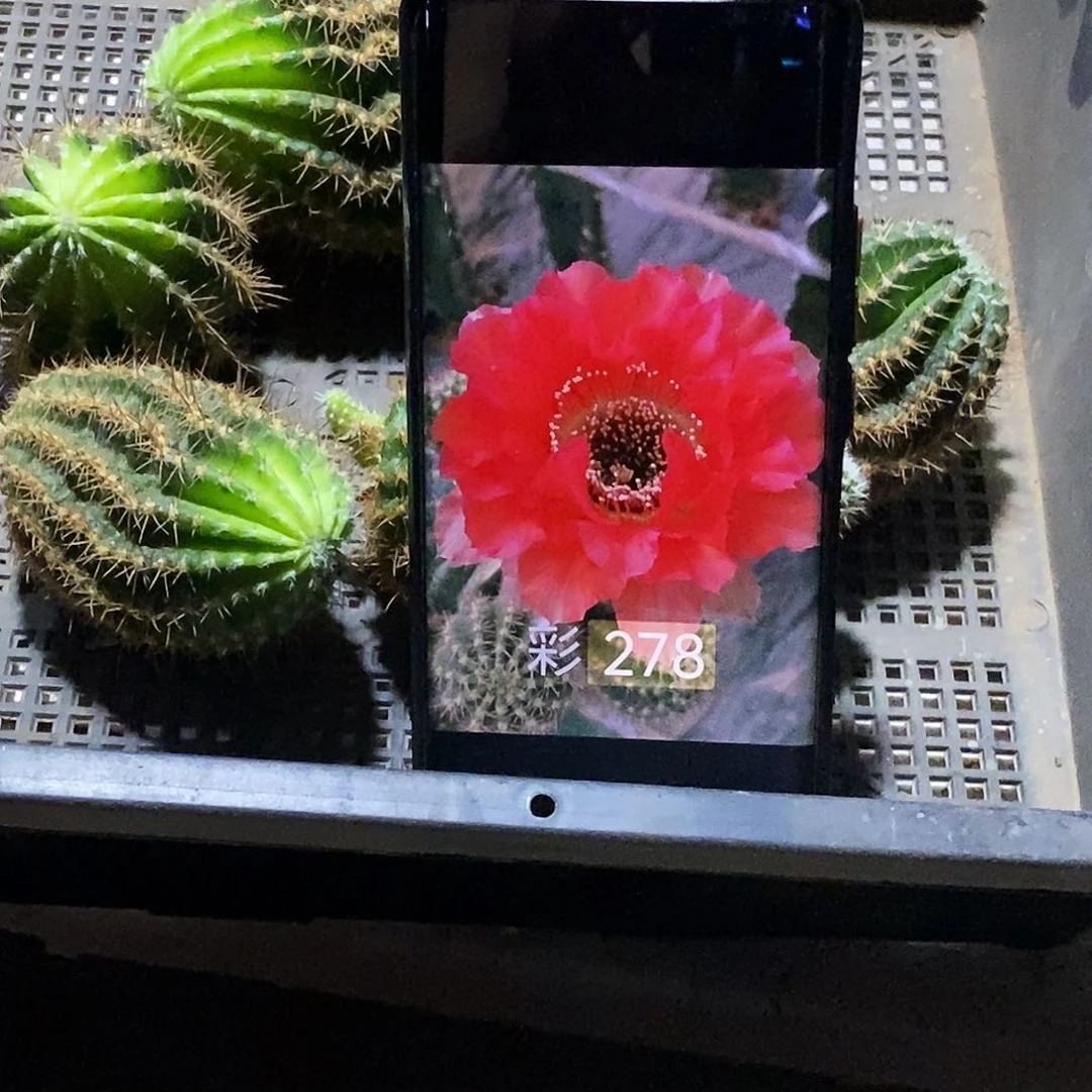 彩 278侧芽歪20包邮/5公分 丑