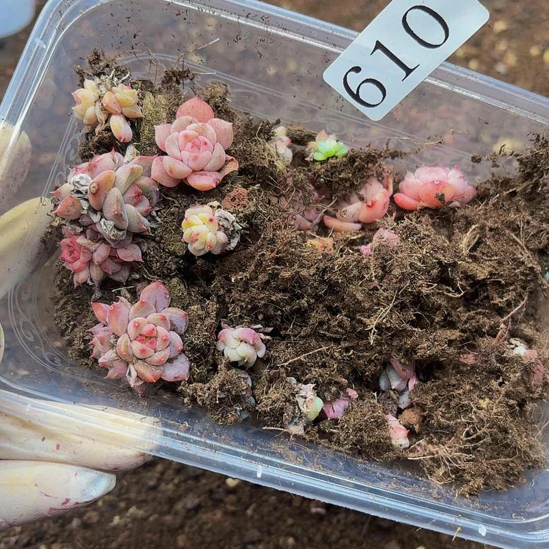 多肉植物多肉植物610