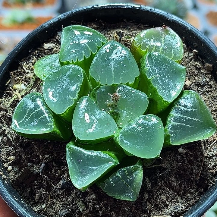 十二卷多肉姬翠寿