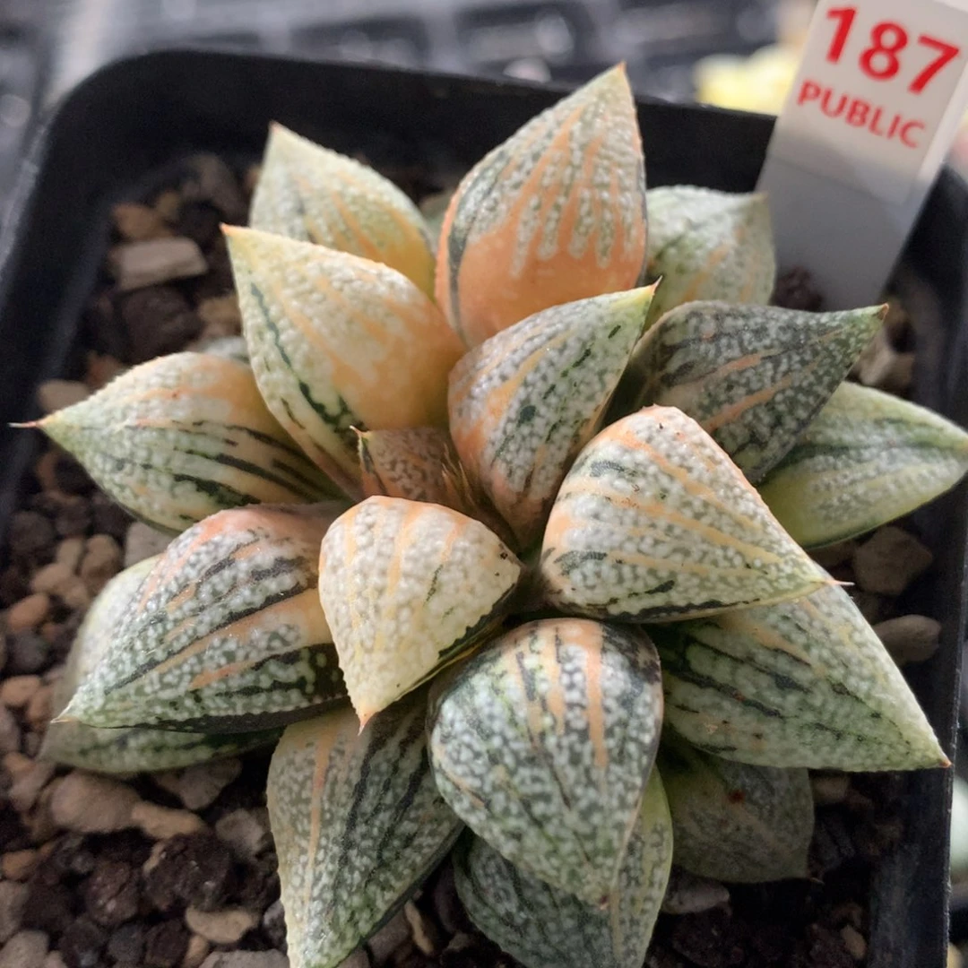 187尖叶白银锦十二卷