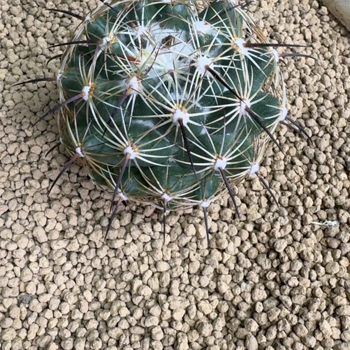 仙人球，狮子奋迅，有根