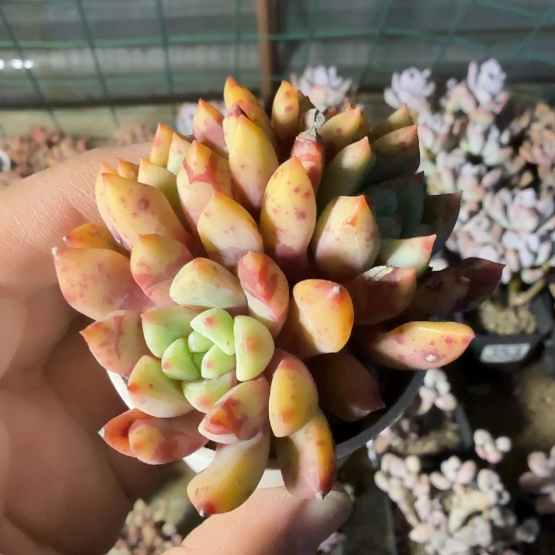 多头无砍雪燕784满20包邮