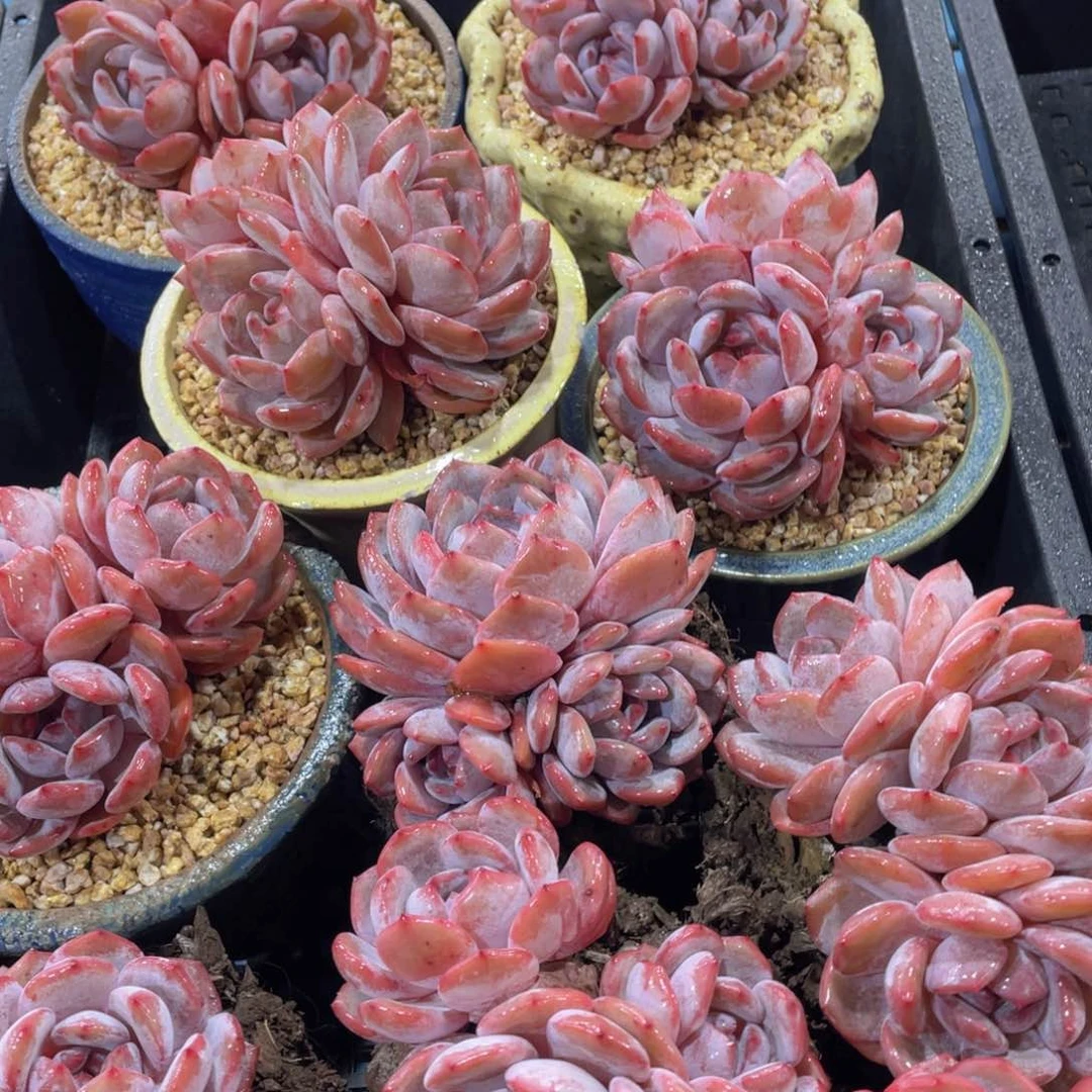 量拍30号 全状态包包韩橙大母本三头一个