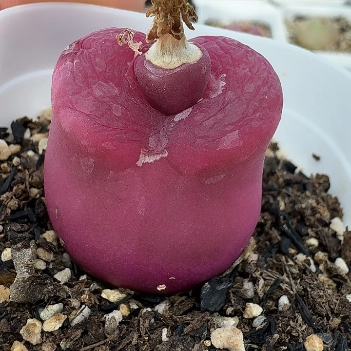 老马生石花彩毛2118