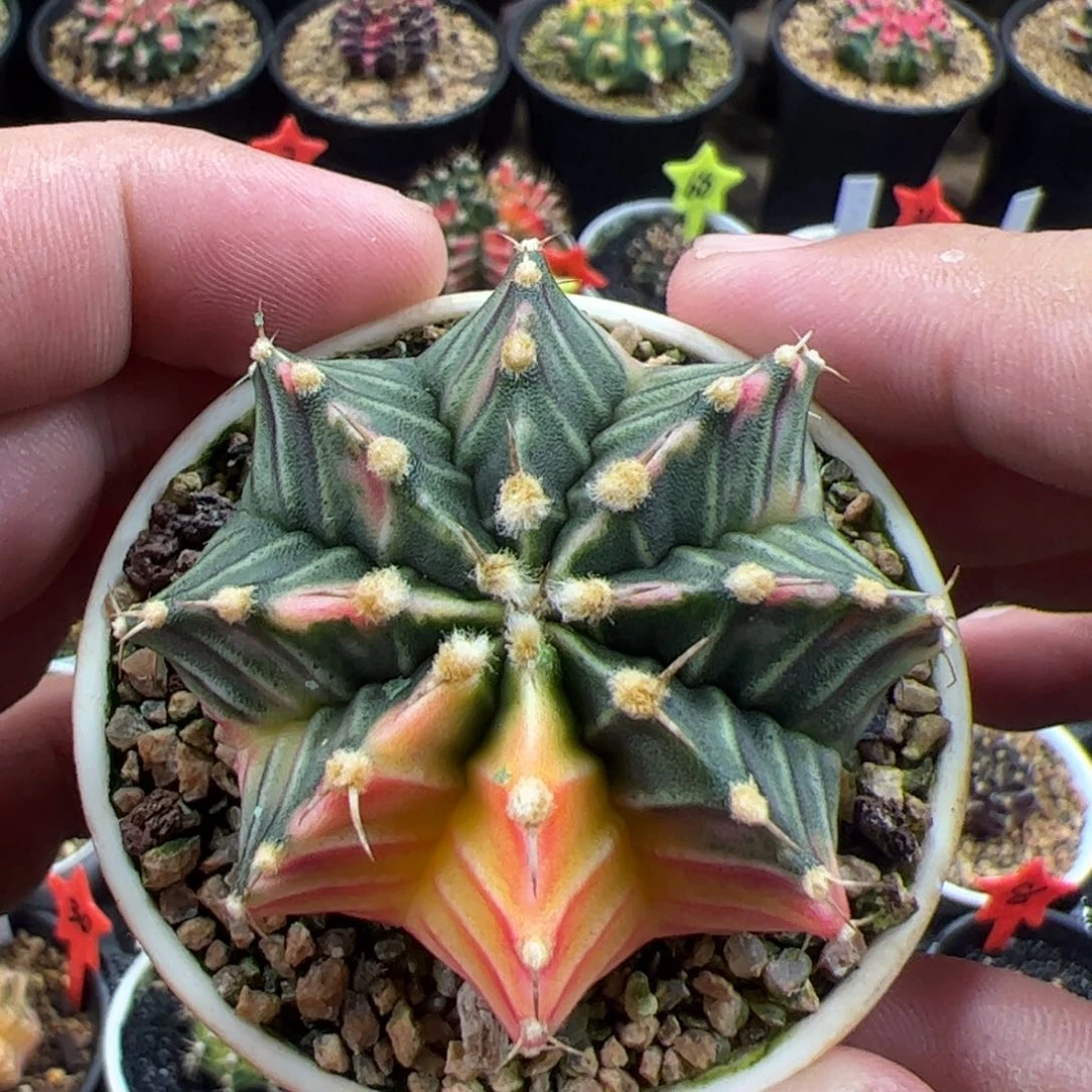 当前无花栽培后可以开花米哈仙人球一物一拍