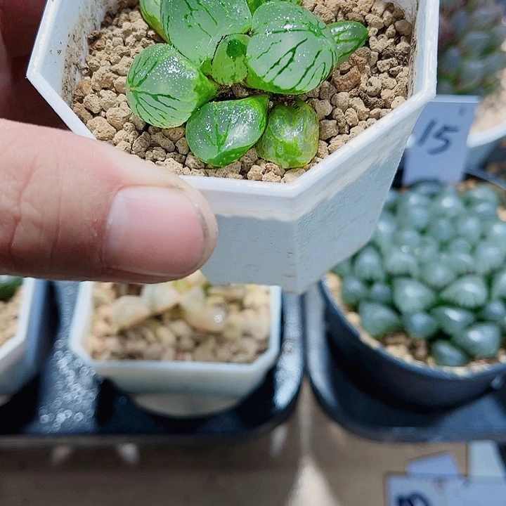 虞美人精品十二卷植物