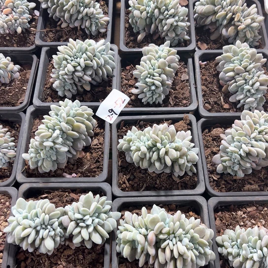 2.9-52粉兔缀化多肉随机