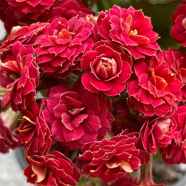 【红骑士 11cm盆】重瓣大花