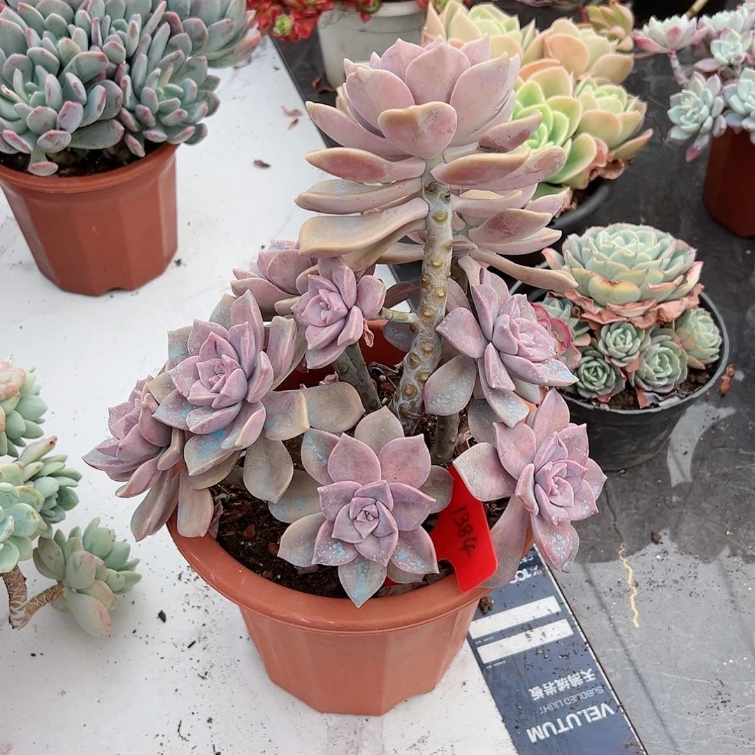 周*玉1384紫乐多肉植物