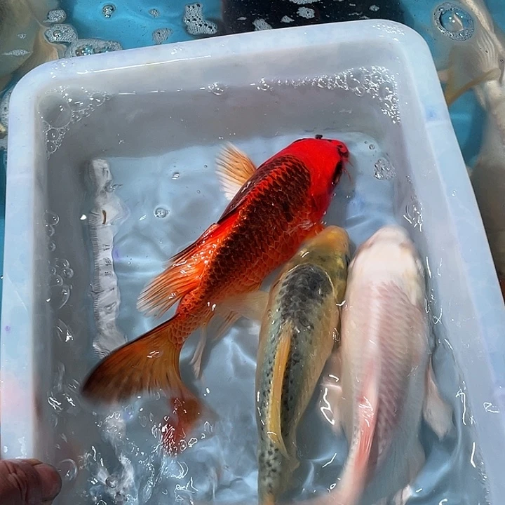 蝴蝶鲤渔场直发89