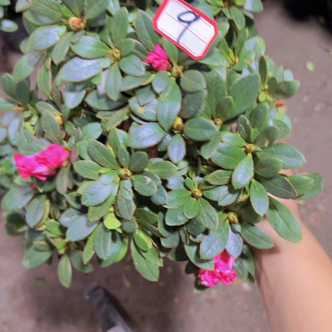 大部分花苞少量开放9