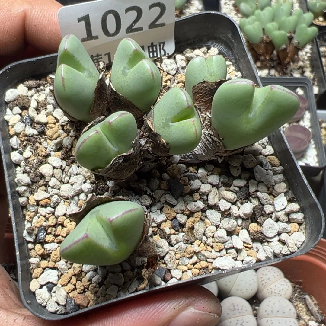 【闪购商品】 1022。