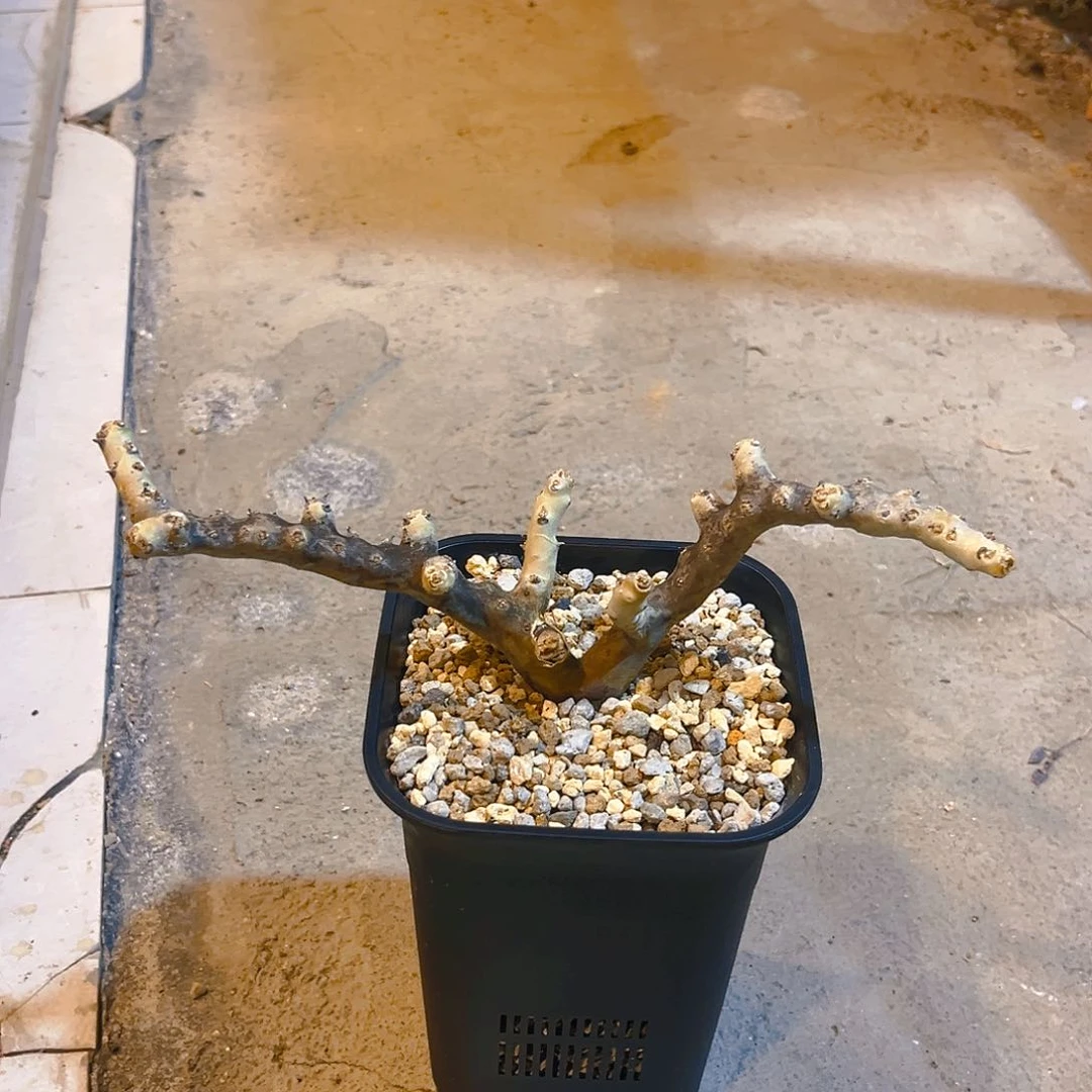 潮流植物黑皮月界鹿角款