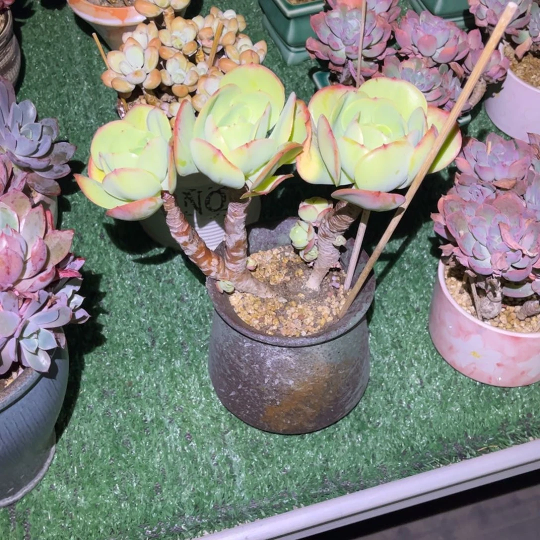 ?*陈碧桃带盆一物一拍