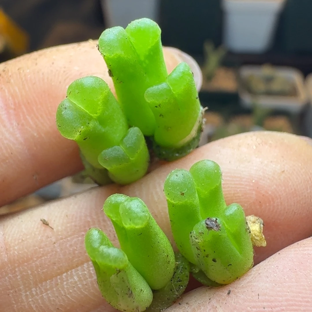 姬**君794四颗双头0000000000