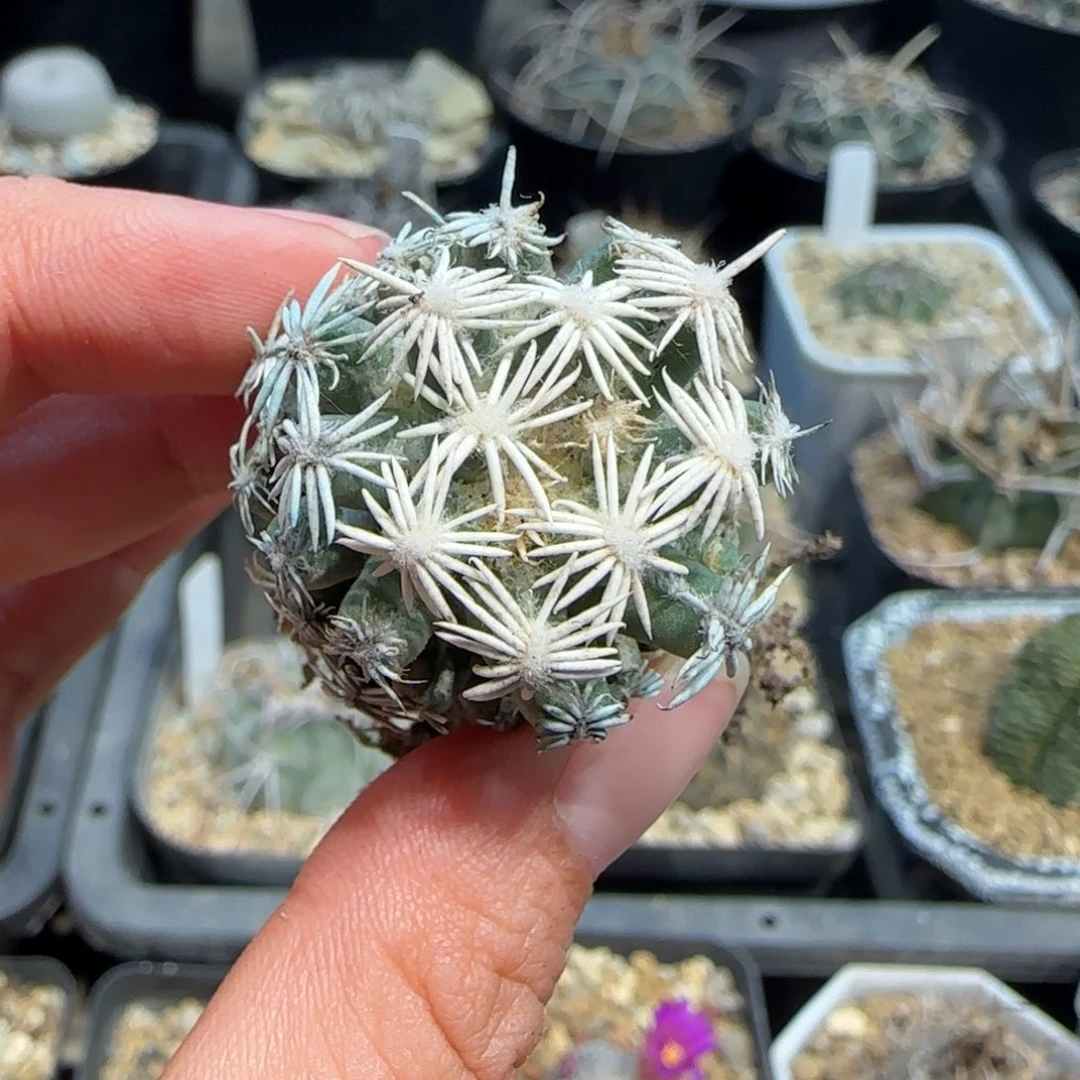 L***-萝卜根孤月丸多肉502