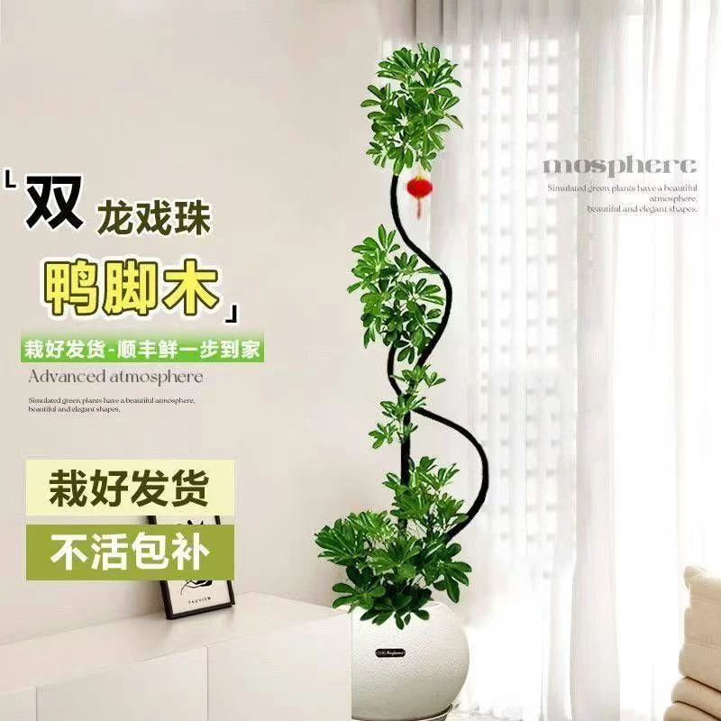 鸭脚木大盆栽室内常绿植物客厅玄关大型造型网红绿植