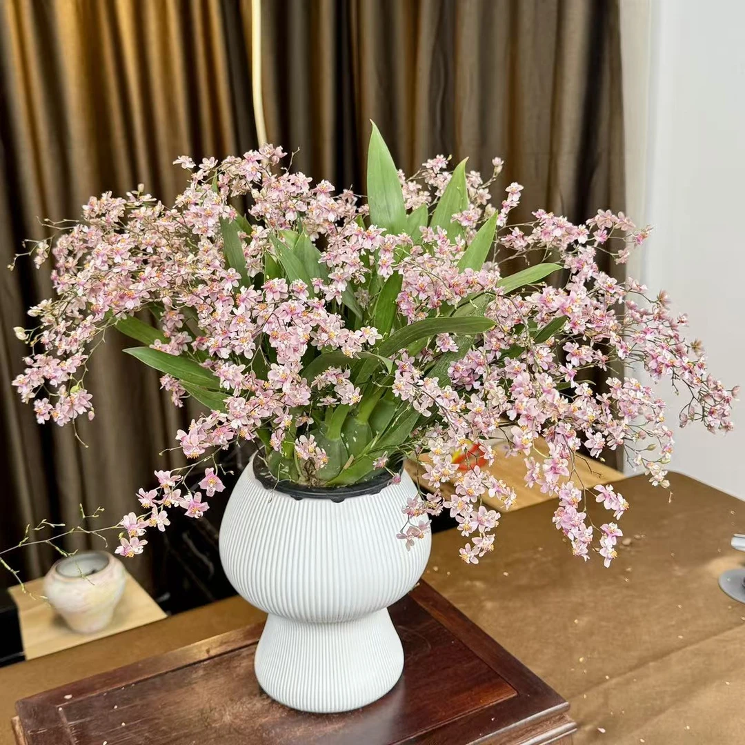 梦香兰光粉色【9-10枝花箭】香水文心兰盆栽兰花客厅阳台好养护