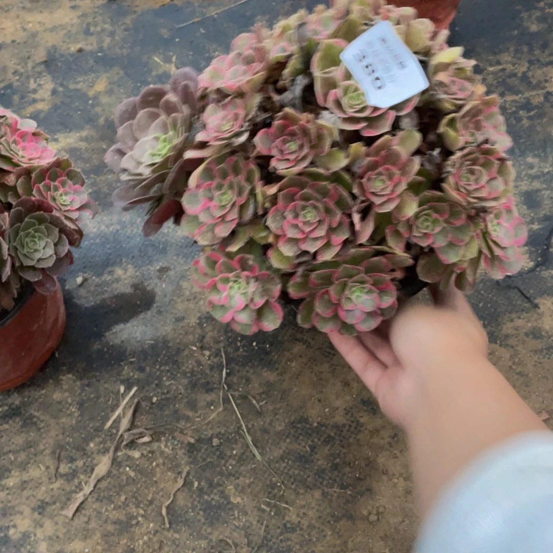 380安娜法师多肉断枝不包