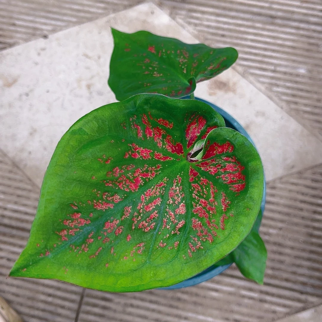 完全开放一物一拍8664