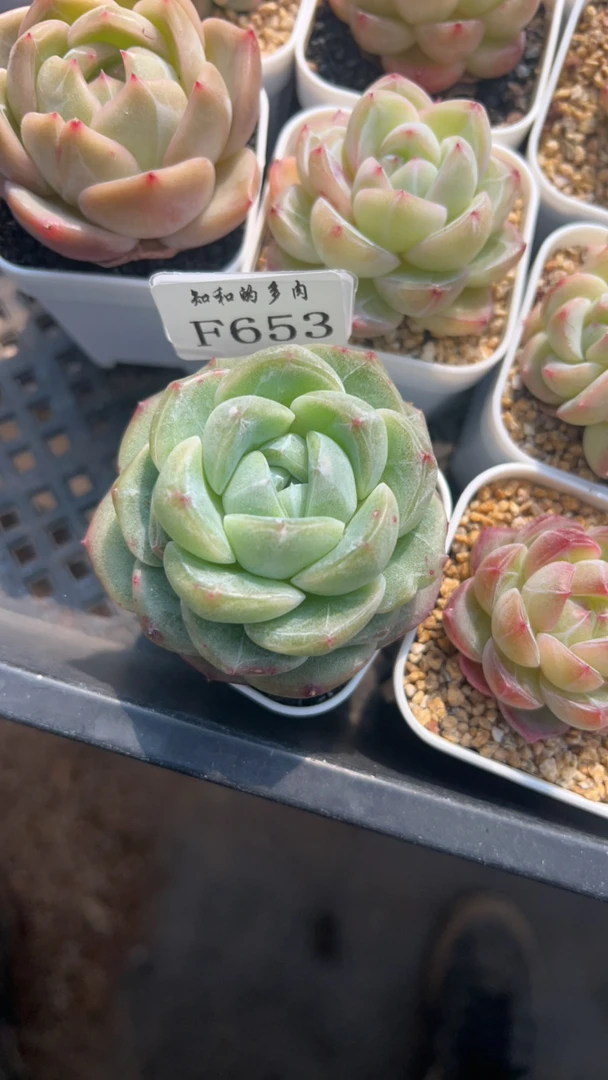 知和的多肉F653专拍链接