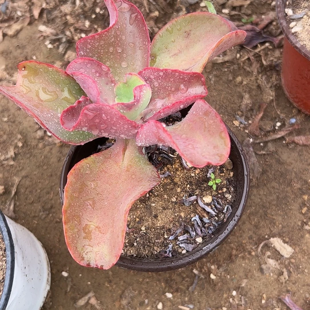 多肉植物帕比玫瑰