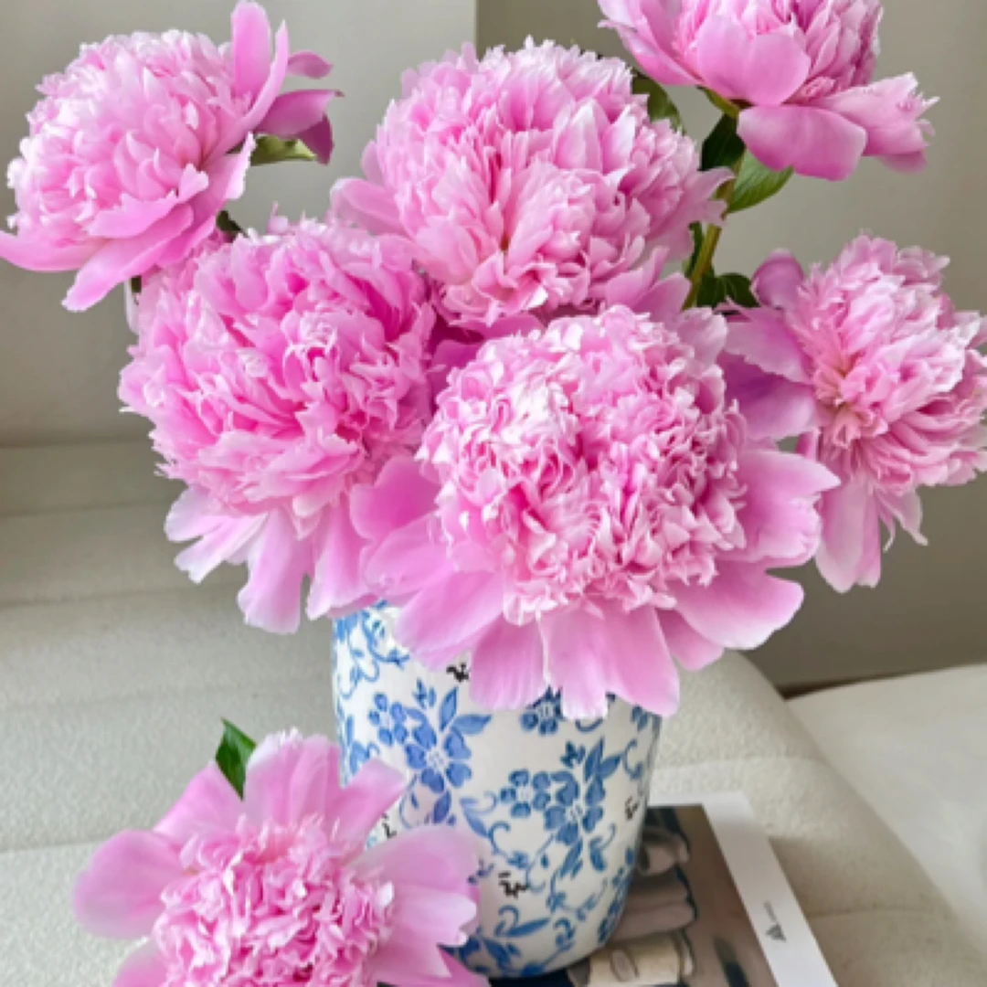 【邮政助农精选】进口兰富士蒙斯朱丽尔头茬山东芍药艾利鲜切花G