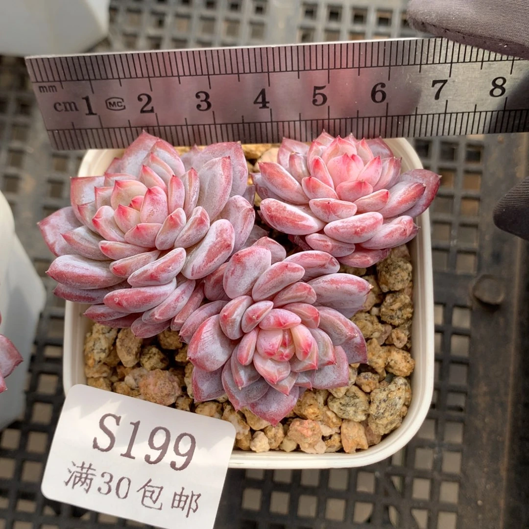 199。老桩玉芙蓉三头老桩。