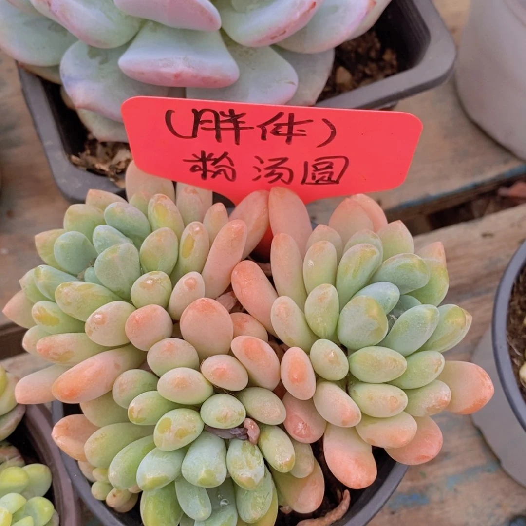 ，首播，开心多肉，一物一拍，一单包邮