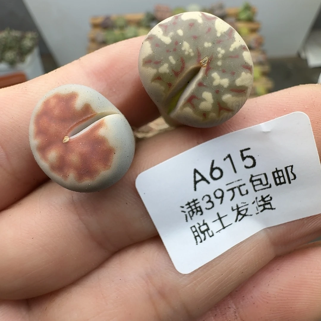 615多肉哈哈哈哈哈哈哈哈