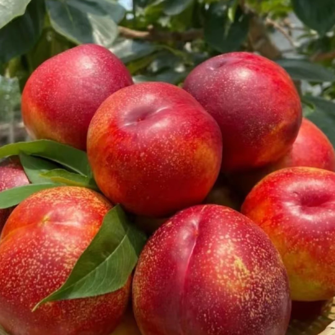 【莲城甄选】助农大连油8红油桃(老百姓果园现摘现发)