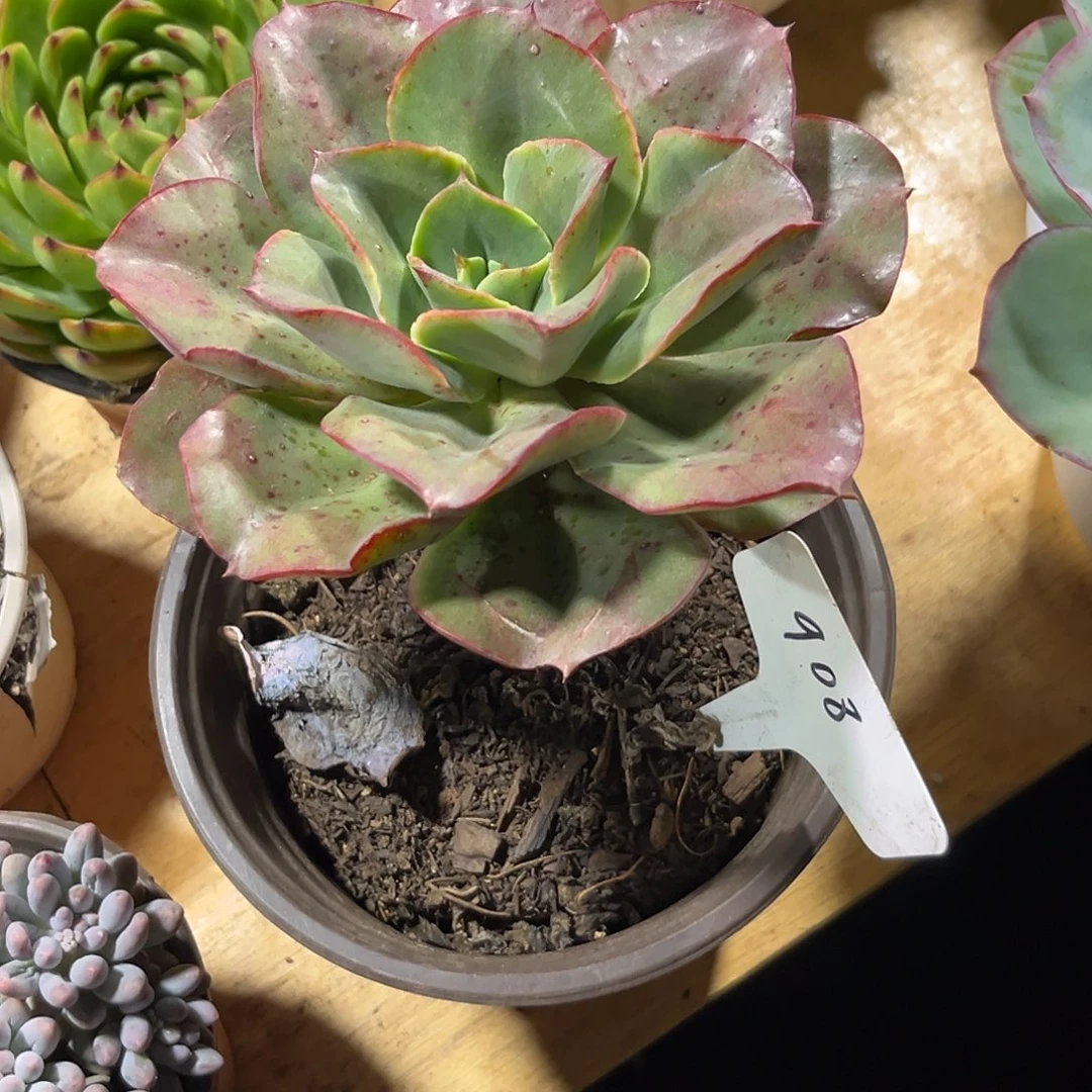 郭***芬000000000000000908