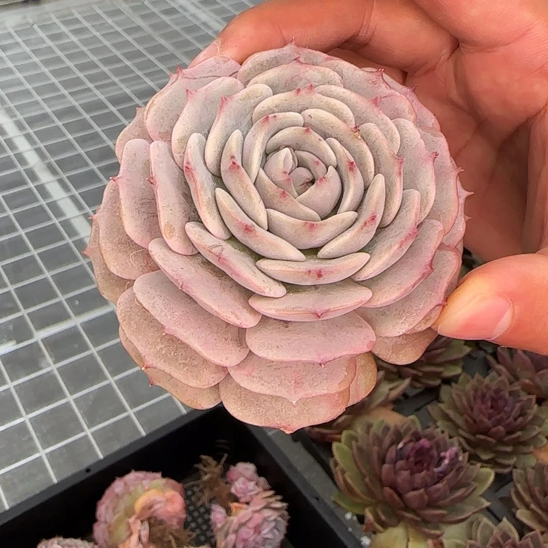 从前慢甄选多肉编号露娜莲单头