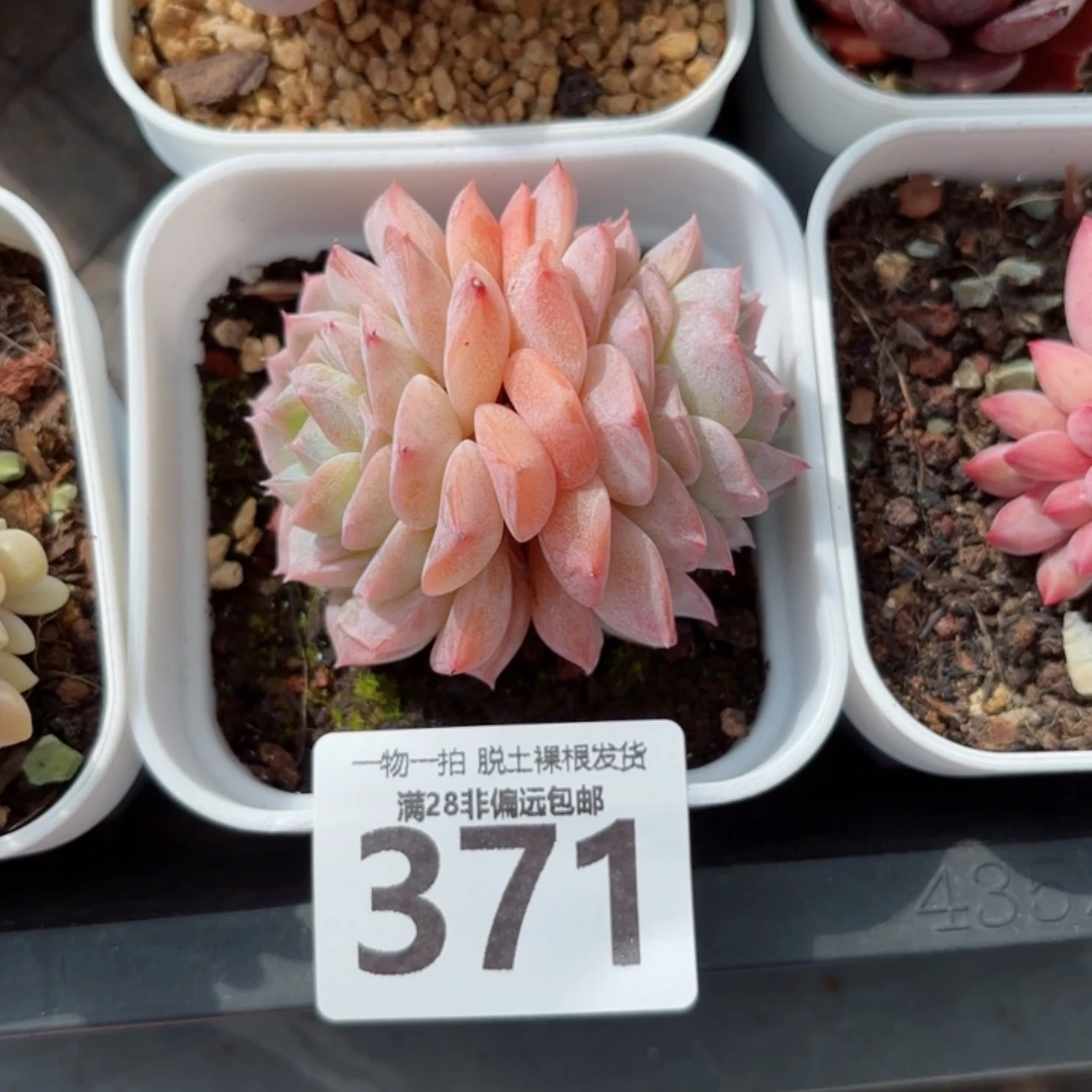 纯爱多肉无盆土发货