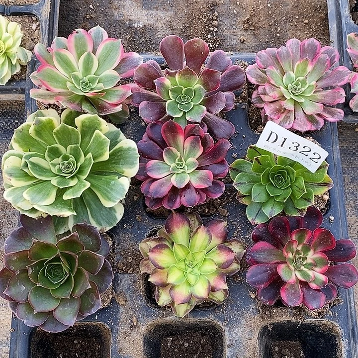 1322法师多肉单头苗9颗