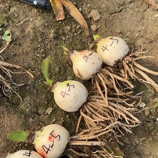 鬼魅4～5 一颗装 开花包对版