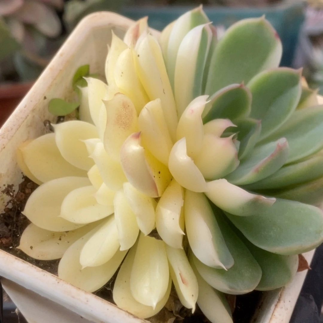 318捏黄花锦锦锦锦锦