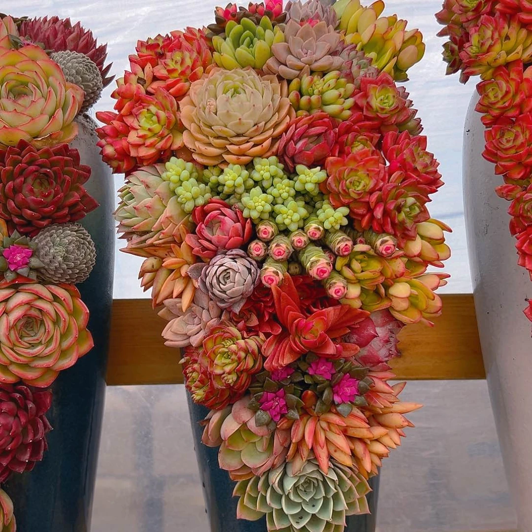 222花园全家福多肉