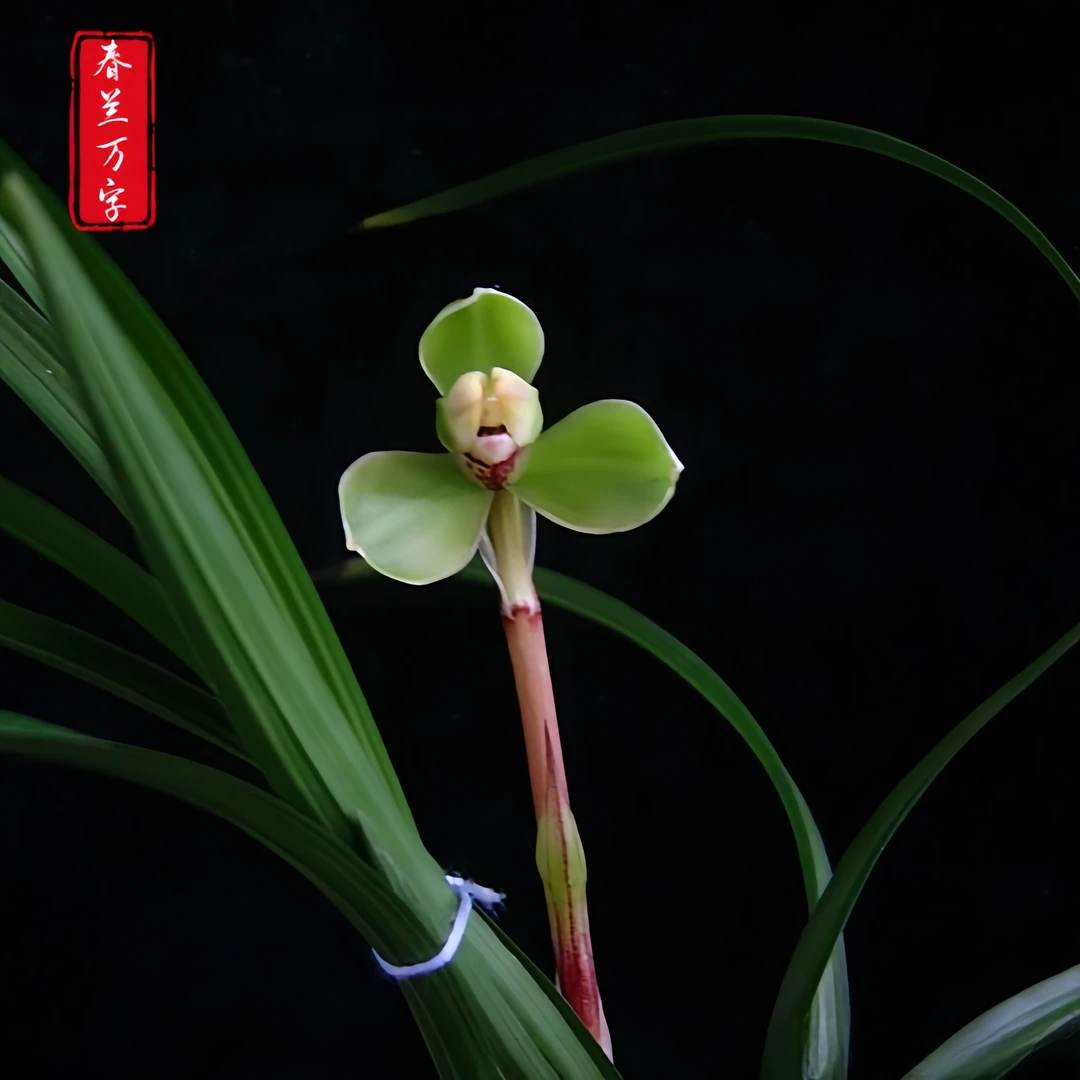 【春兰-万字】古道兰艺高山国兰 易养活无温室阳台养兰