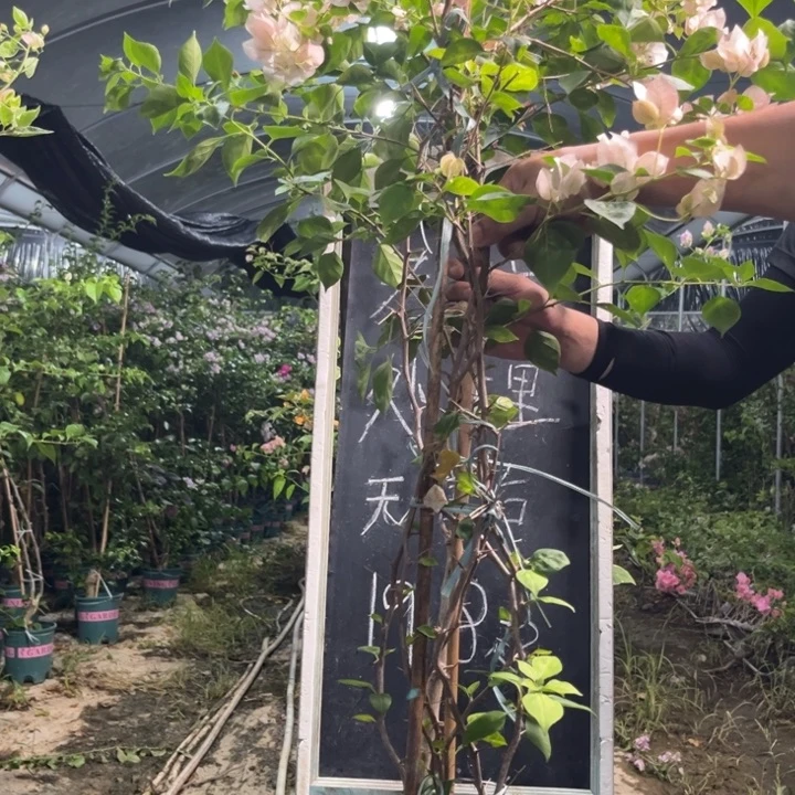 无花朵三角梅三角梅801