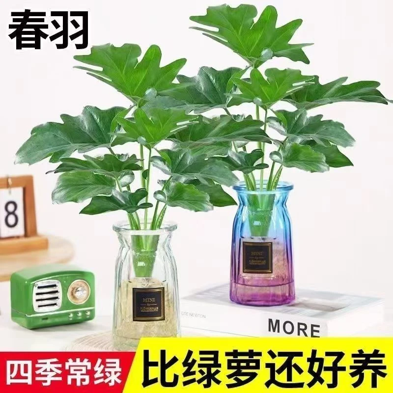 水培春羽盆栽室内客厅花卉好养吸甲醛绿色植物