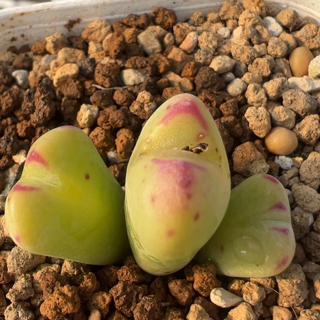 26多肉植物百科知识