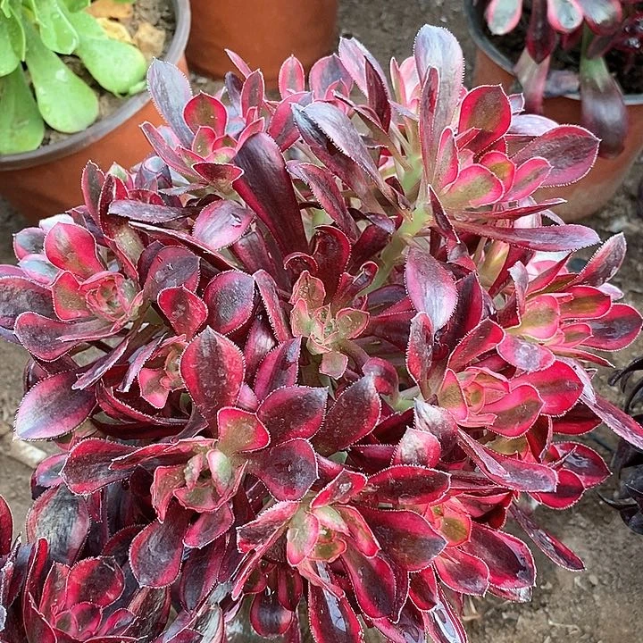 香奈儿嫩桩绣球9.9