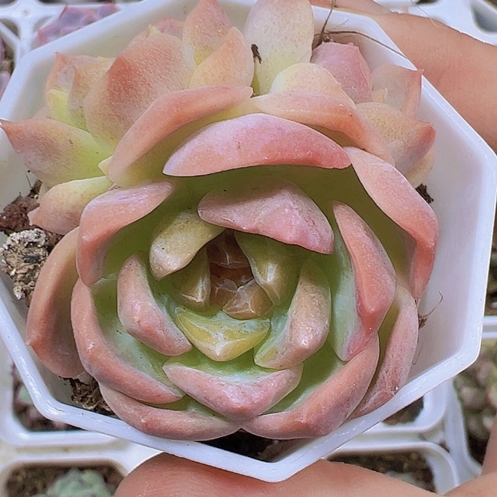 梦幻泡影群19包邮多肉植物